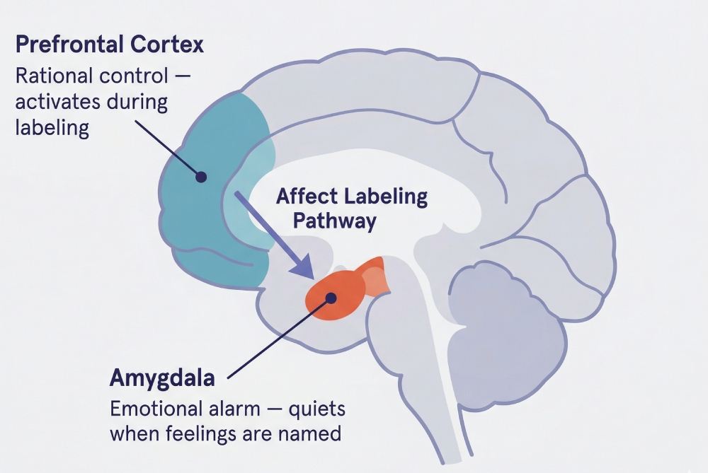 Simplified brain diagram showing the affect labeling pathway — arrows from prefrontal cortex dampening amygdala activity.